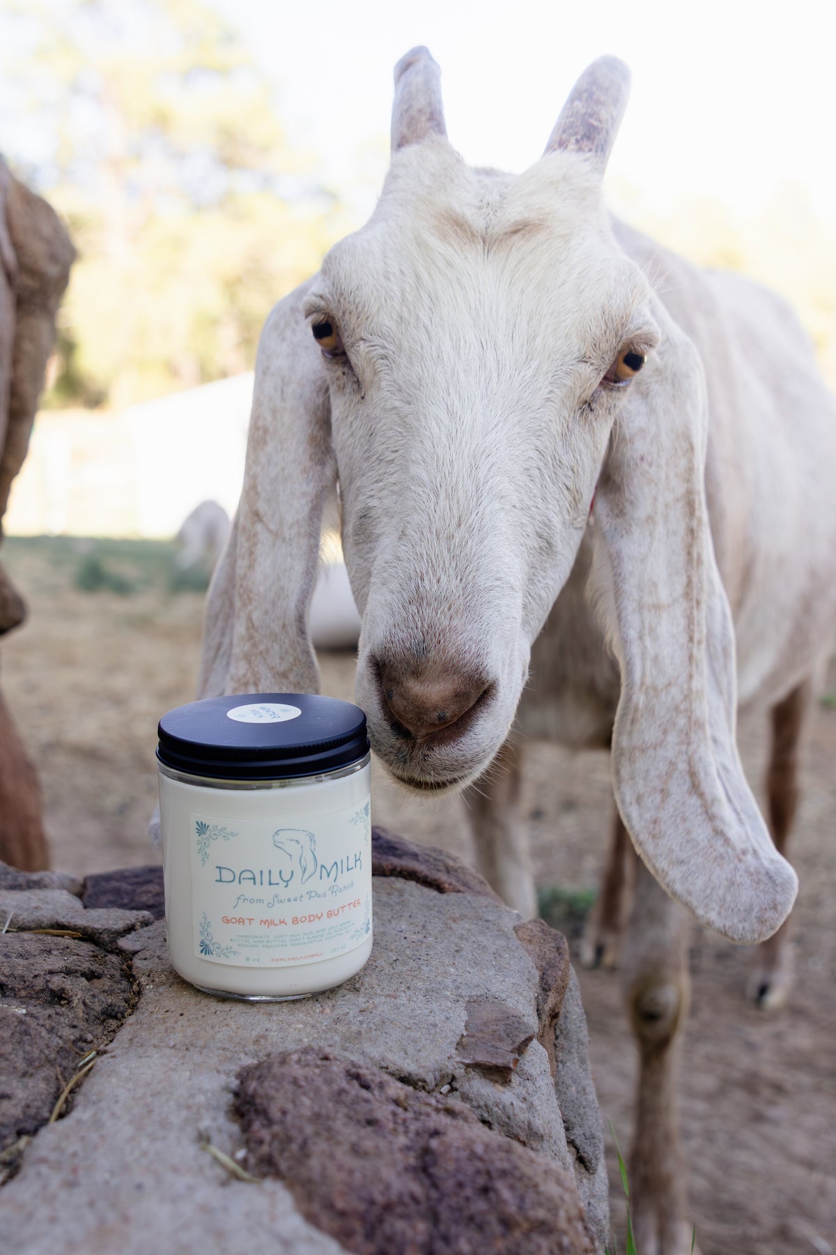 Body Butter - Summer Milk